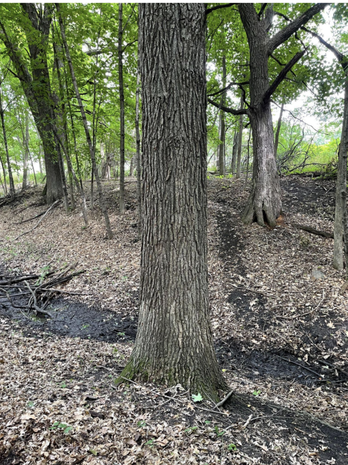 Trees — Friends of Orono